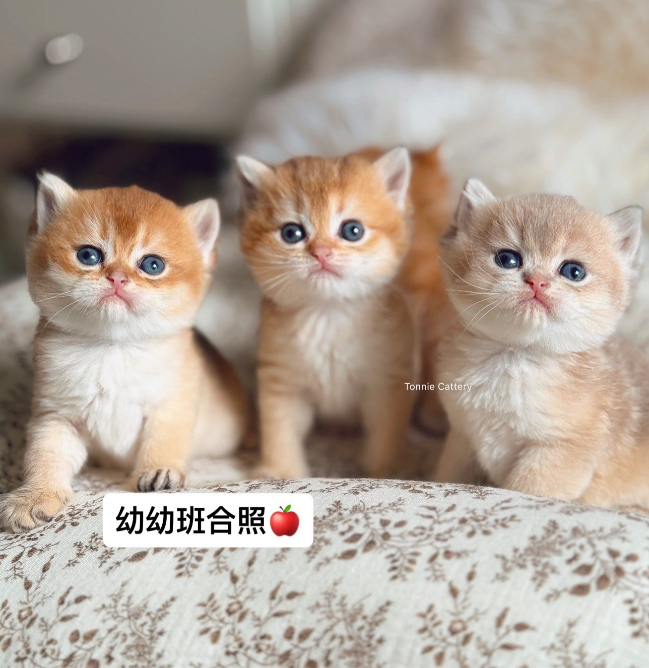 小東尼英短貓舍／金漸層&藍金漸層英國短毛貓