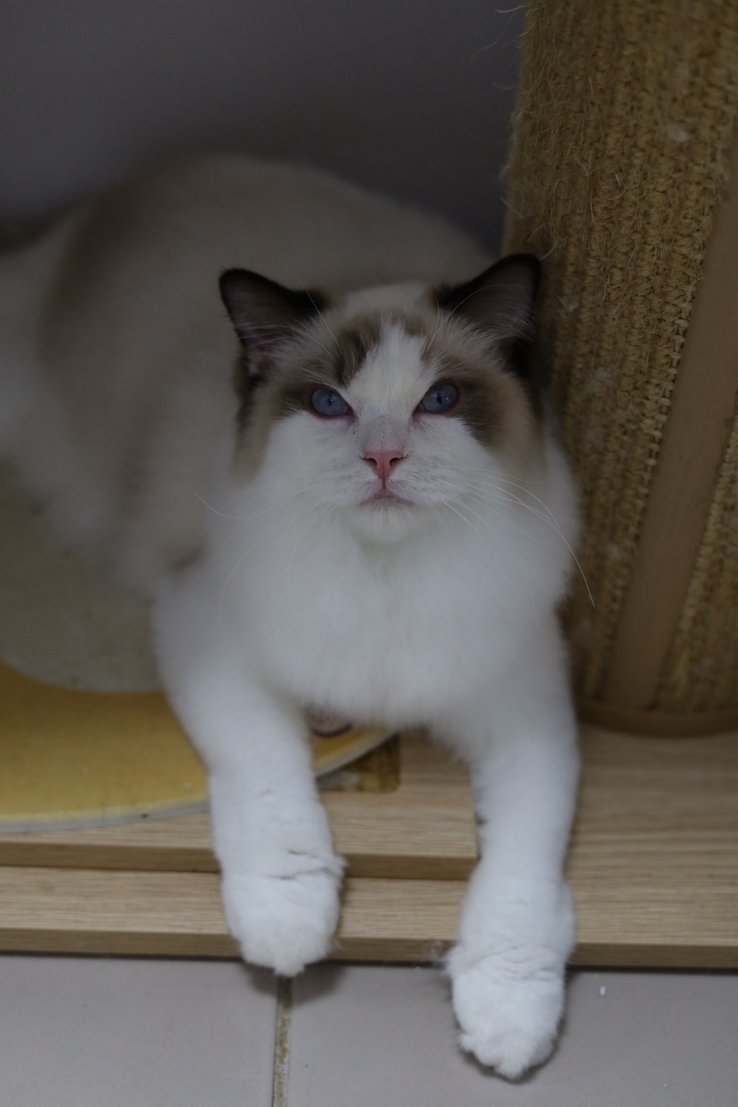 琥珀布偶貓舍／海豹雙色布偶貓