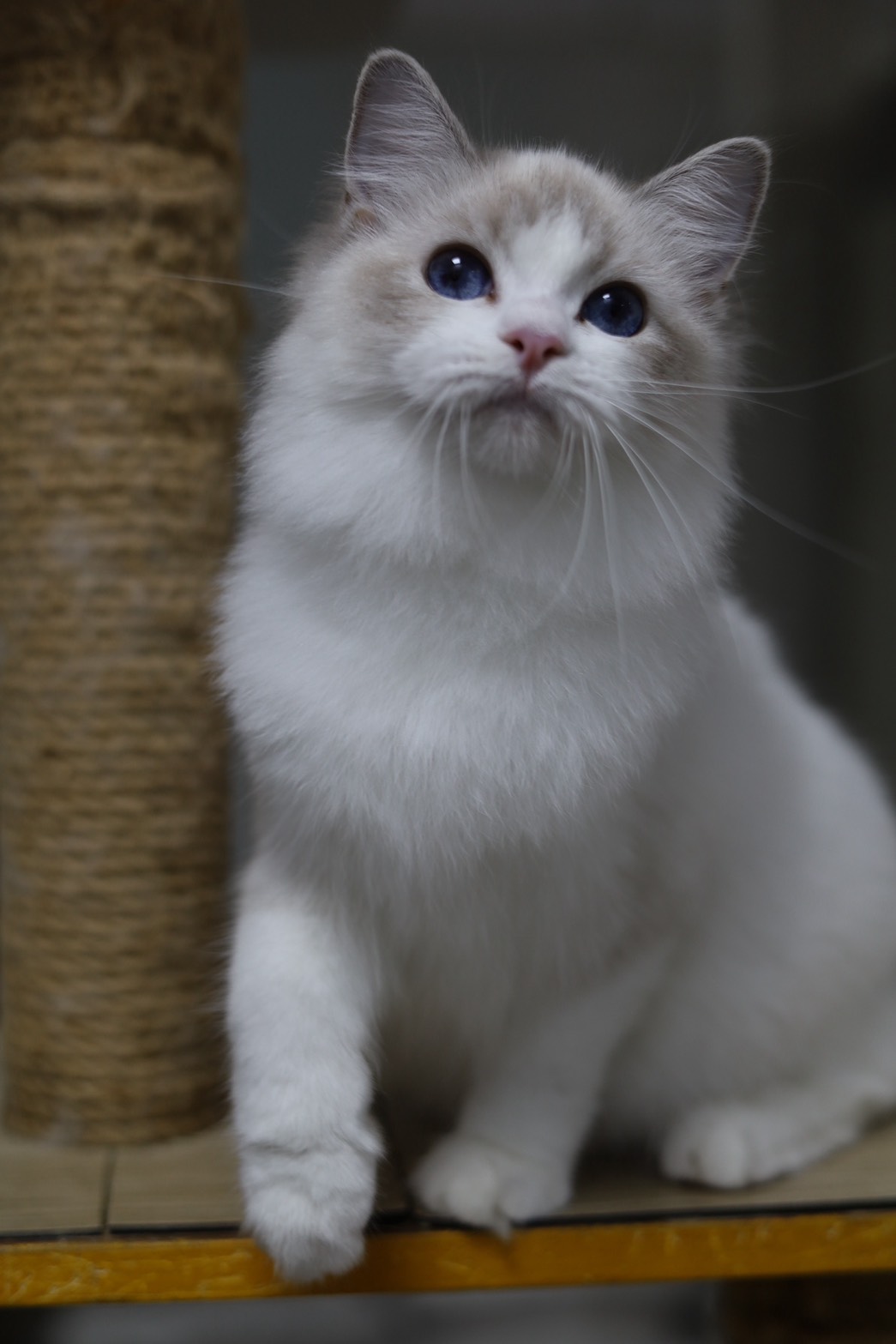 琥珀布偶貓舍／藍山雙色布偶貓