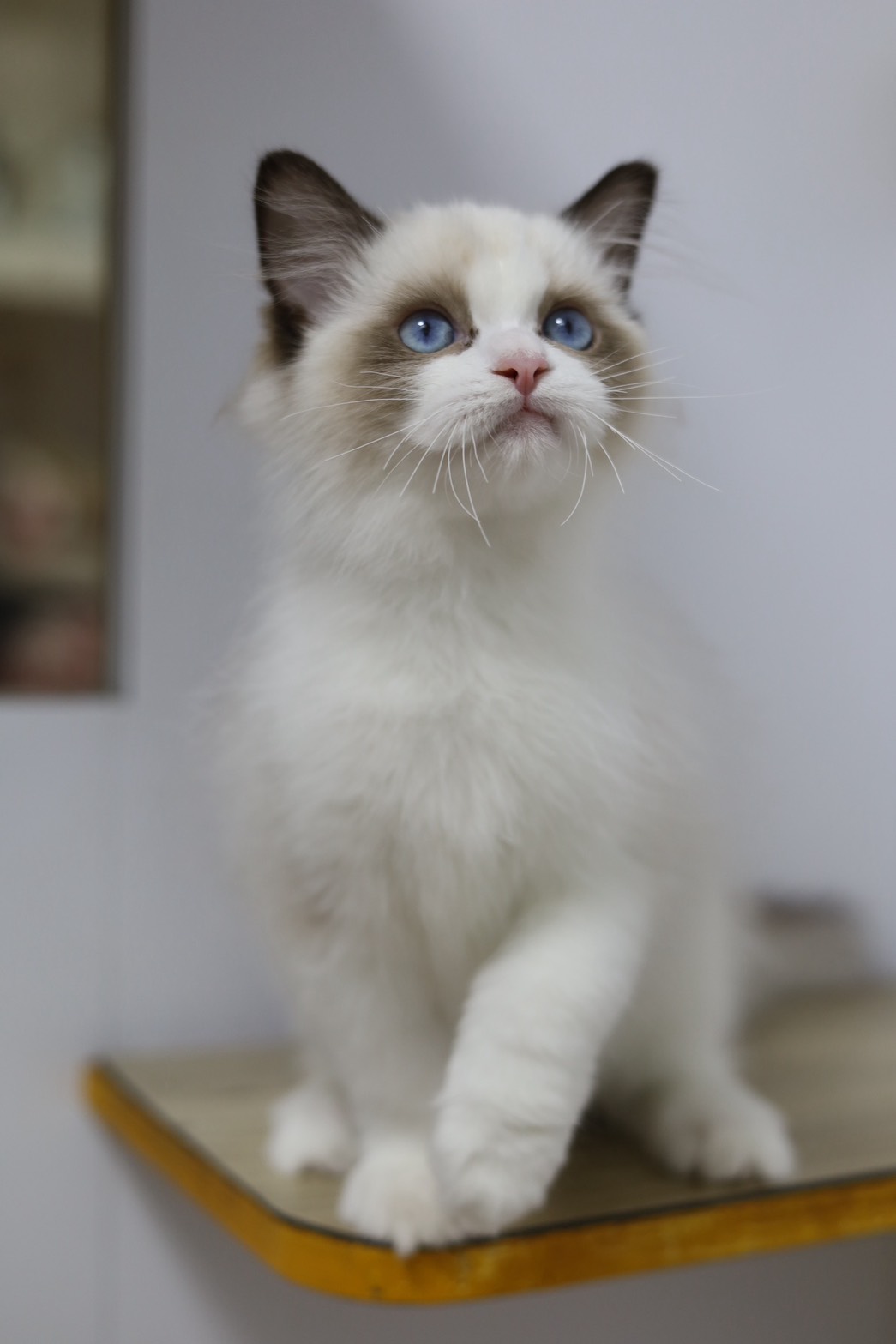 琥珀布偶貓舍／海豹雙色布偶貓