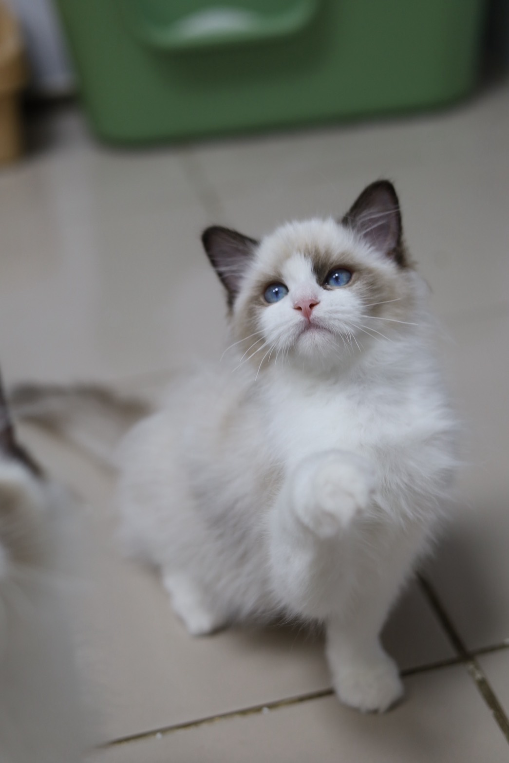 琥珀布偶貓舍／海豹雙色布偶貓