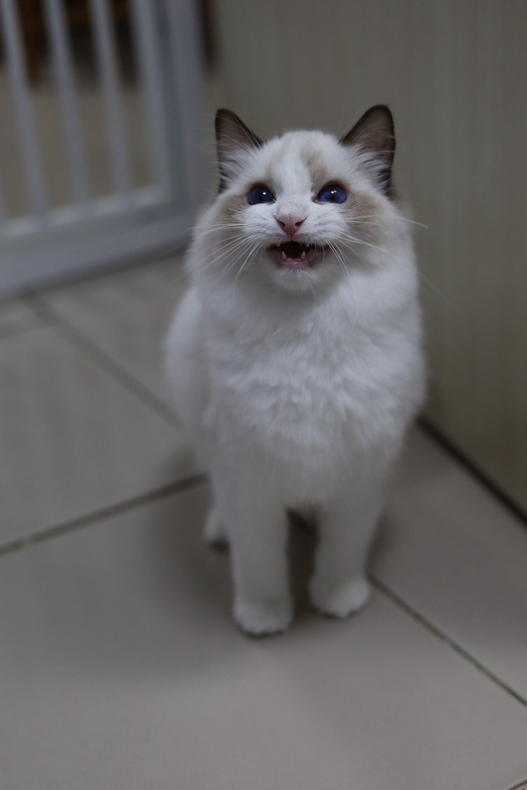 琥珀布偶貓舍／海豹雙色布偶貓