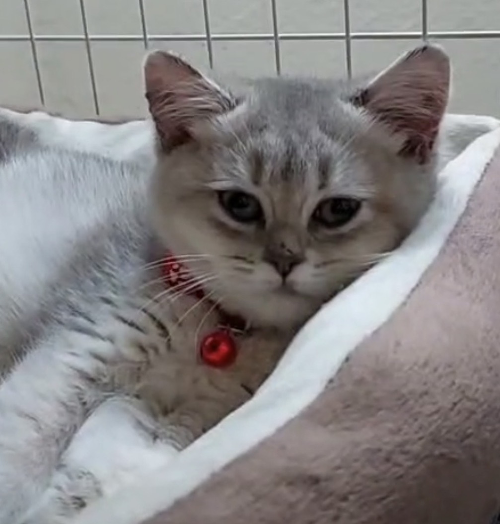 天使貓園／藍金漸層英國短毛貓