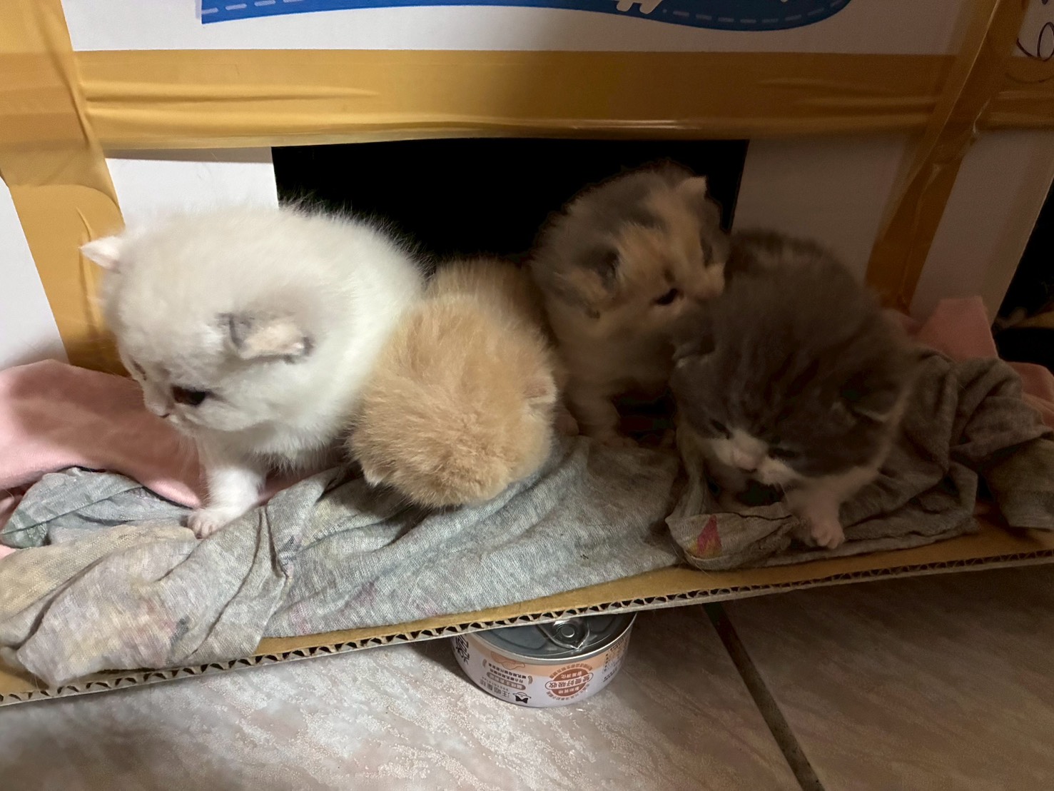 天使貓園／曼赤肯