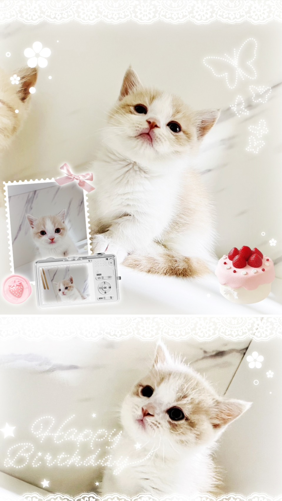 布魯斯貓舍／奶油賓士曼赤肯