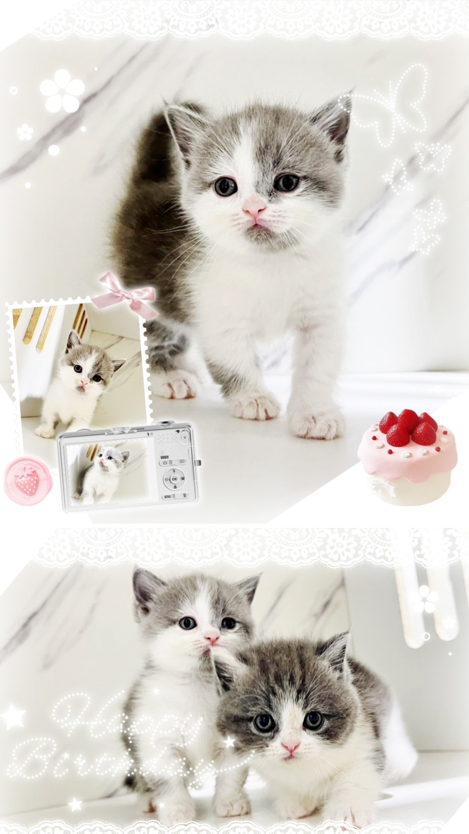 布魯斯貓舍／藍白賓士曼赤肯