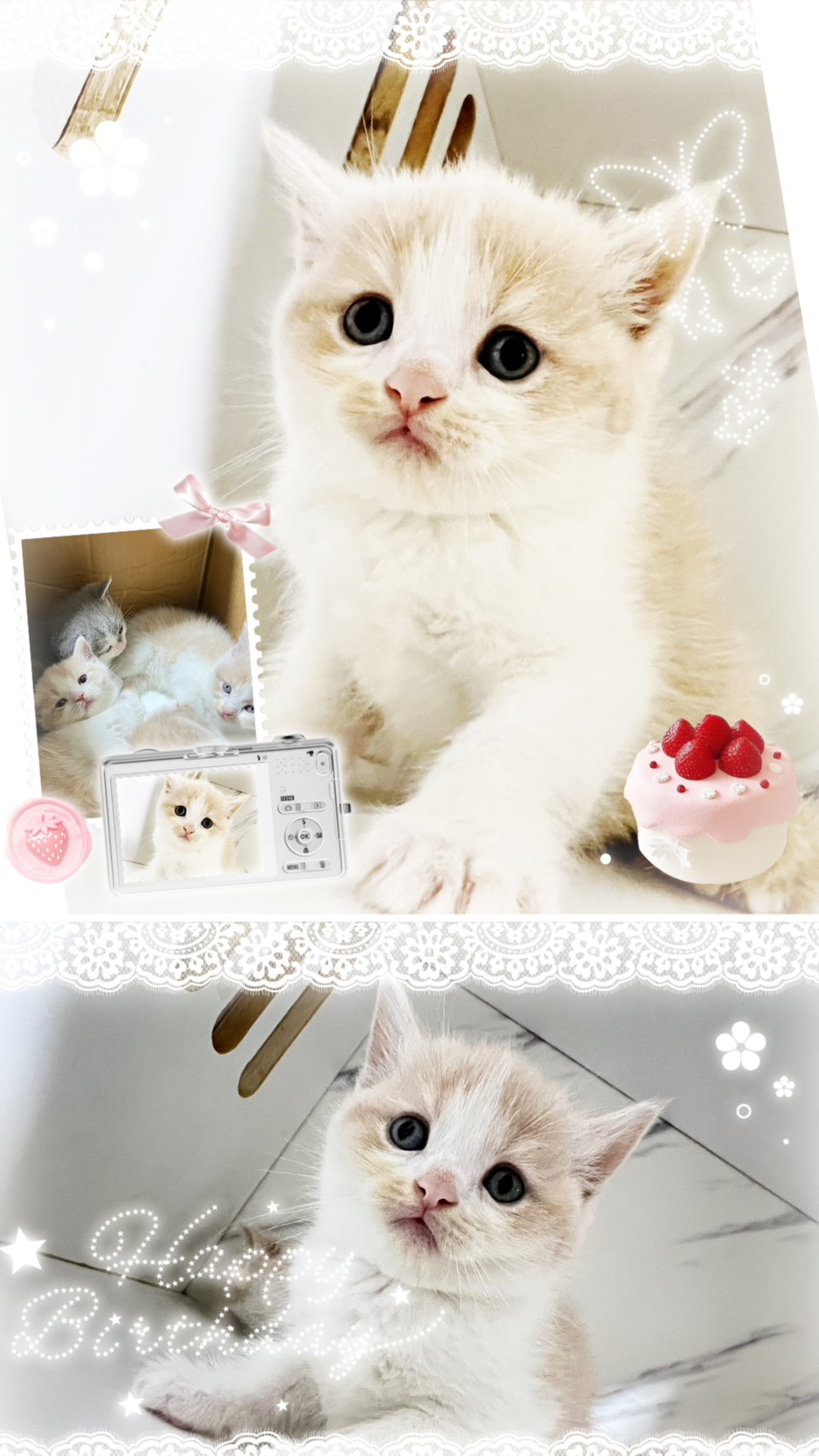 布魯斯貓舍／奶油賓士英國短毛貓