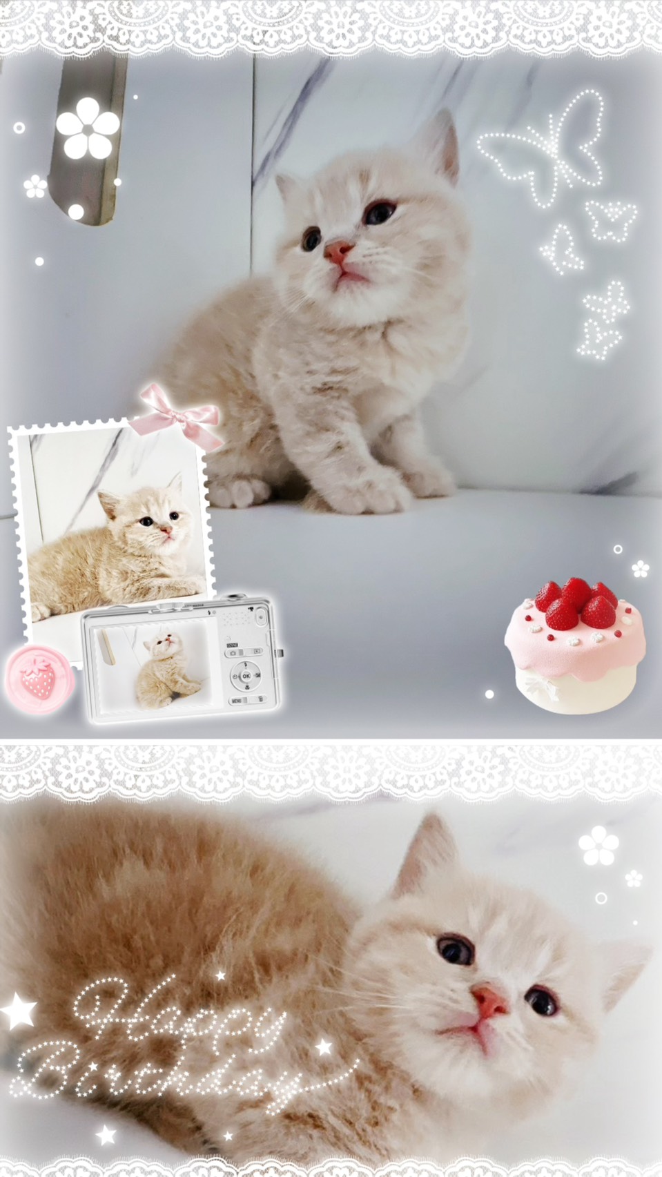 布魯斯貓舍／奶油色英國短毛貓