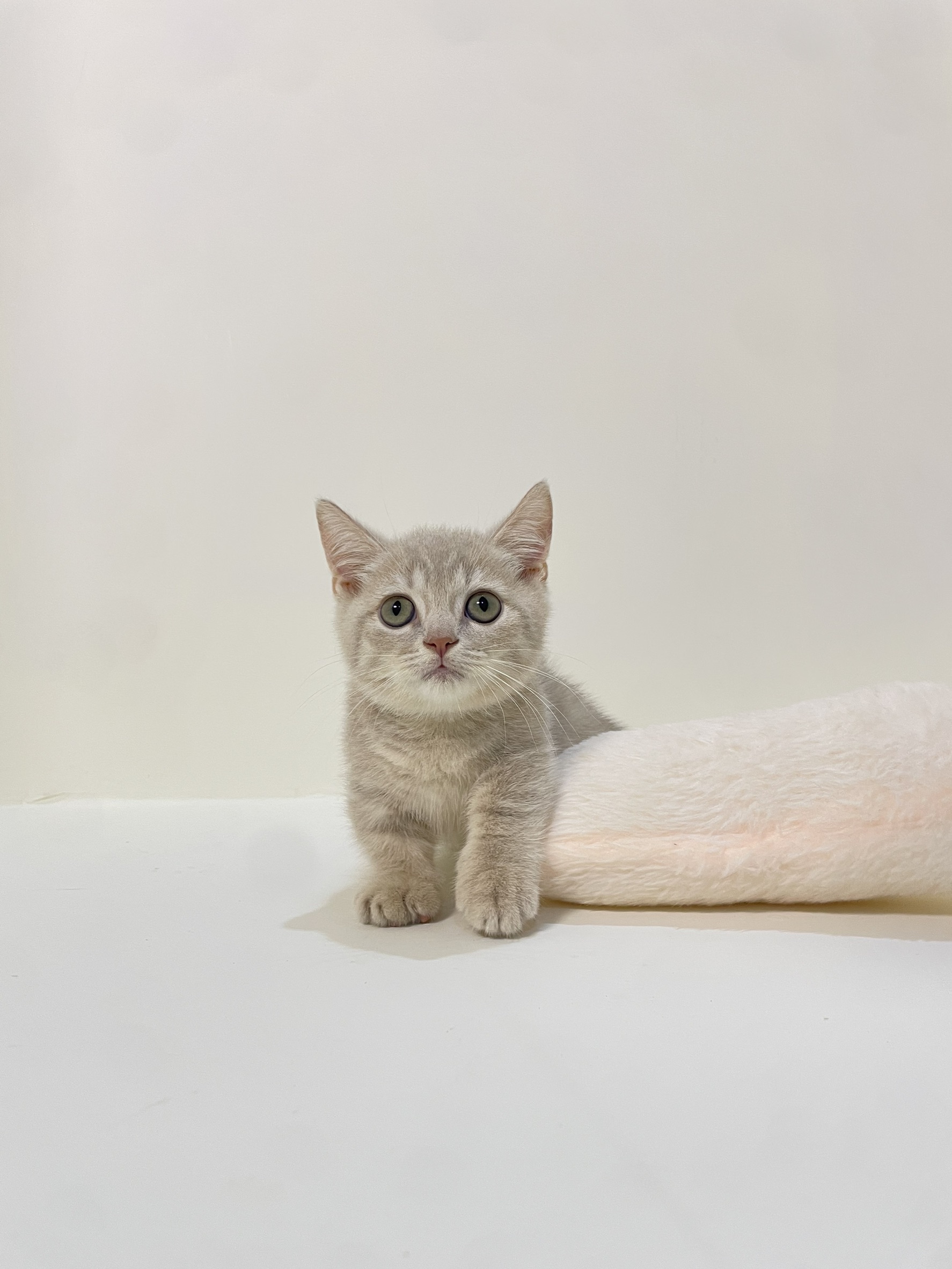 小藤貓舍／ 紫金色曼赤肯