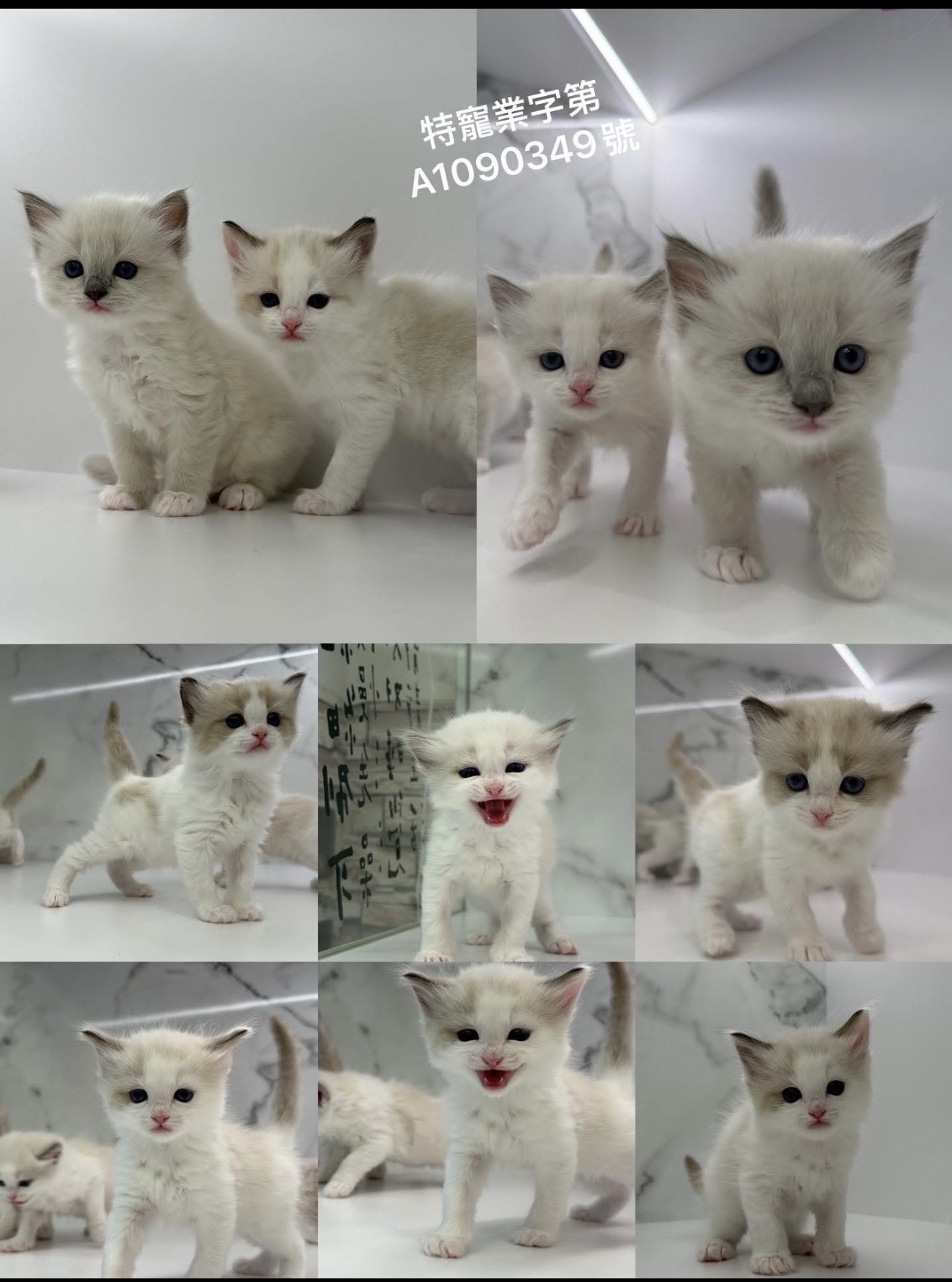 野獸派貓舍／布偶貓