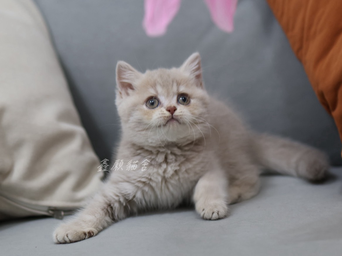 鑫願貓舍／紫丁香英國短毛貓