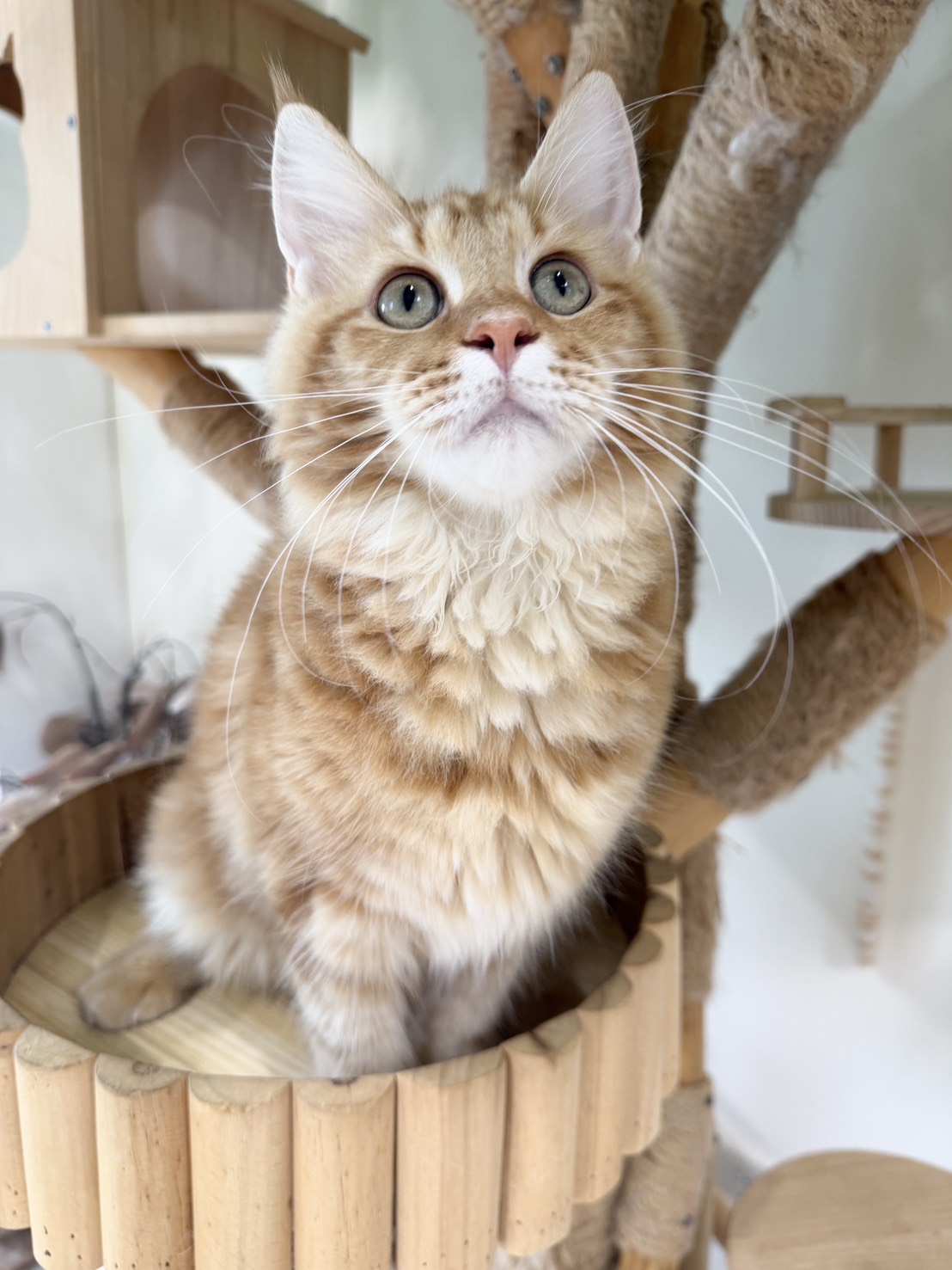 財閥家的公子貓 ／紅虎斑緬因貓