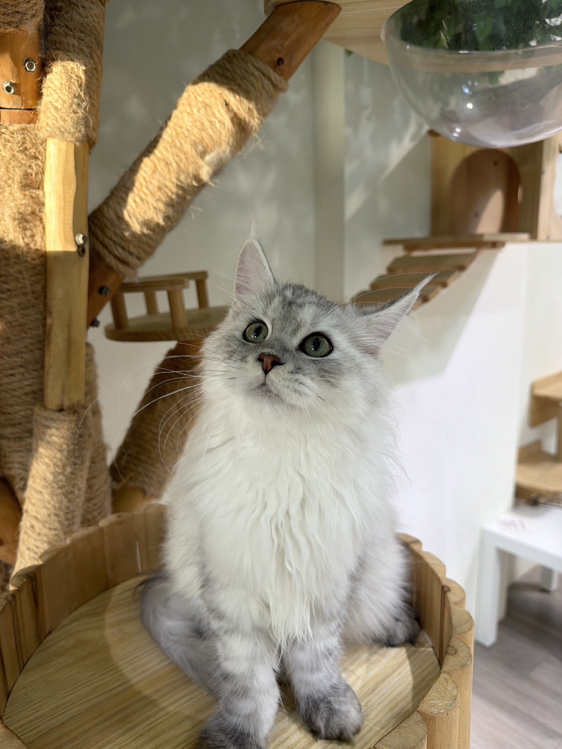 財閥家的公子貓 ／銀虎斑緬因貓