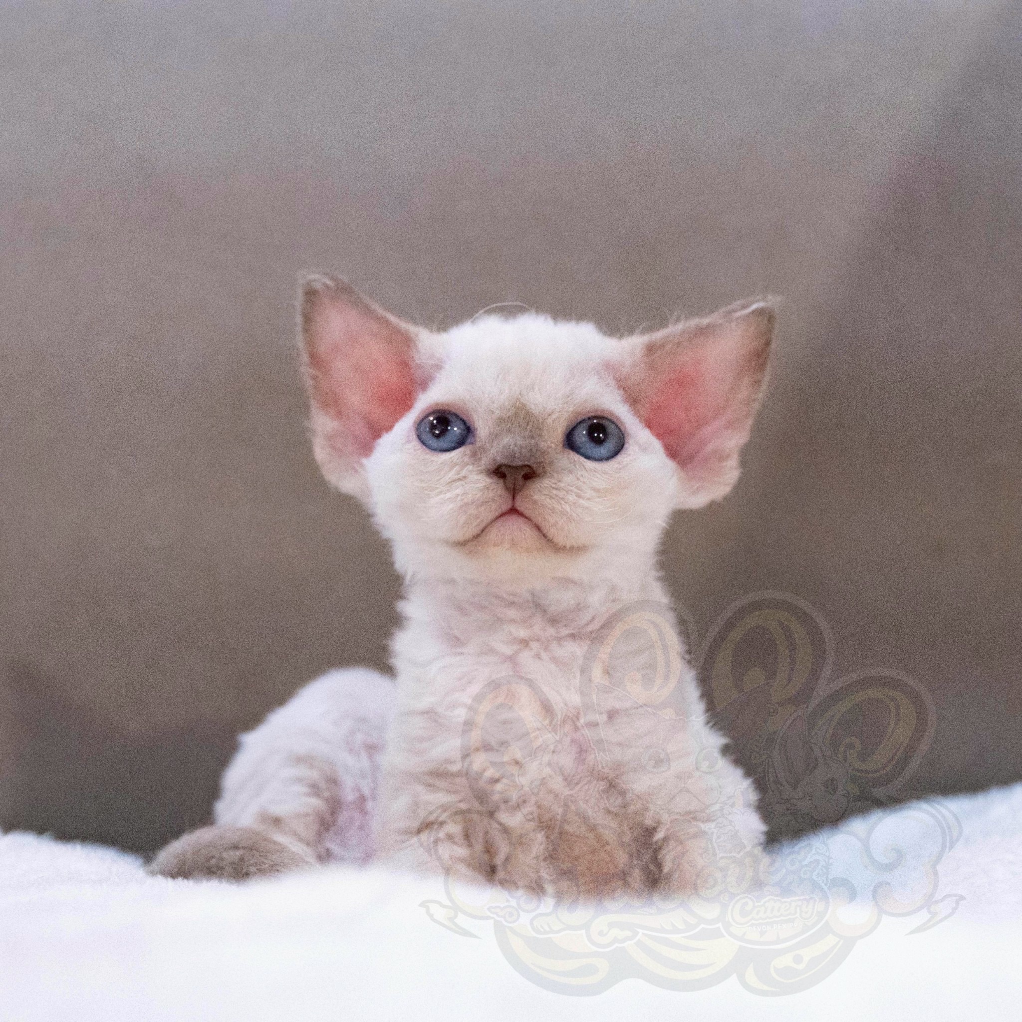 寵愛貓舍／重點色德文捲毛貓