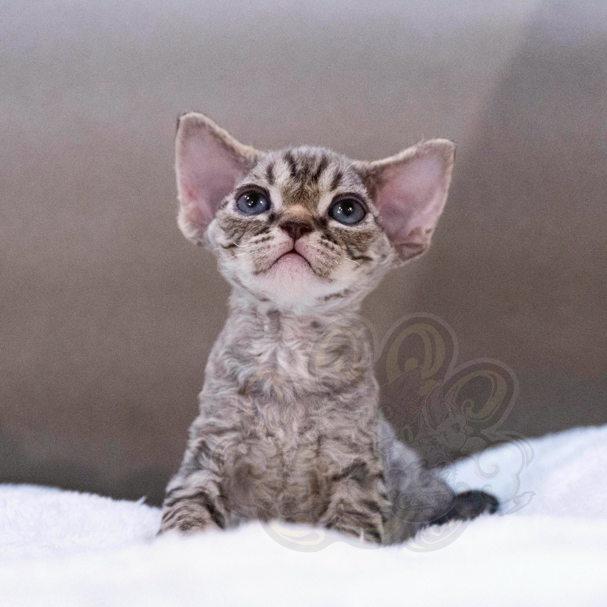 寵愛貓舍／棕虎斑德文捲毛貓