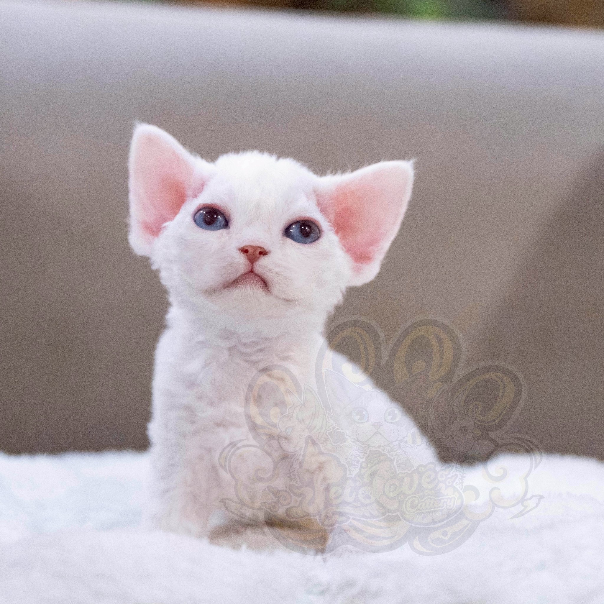 寵愛貓舍／純白藍眼德文捲毛貓