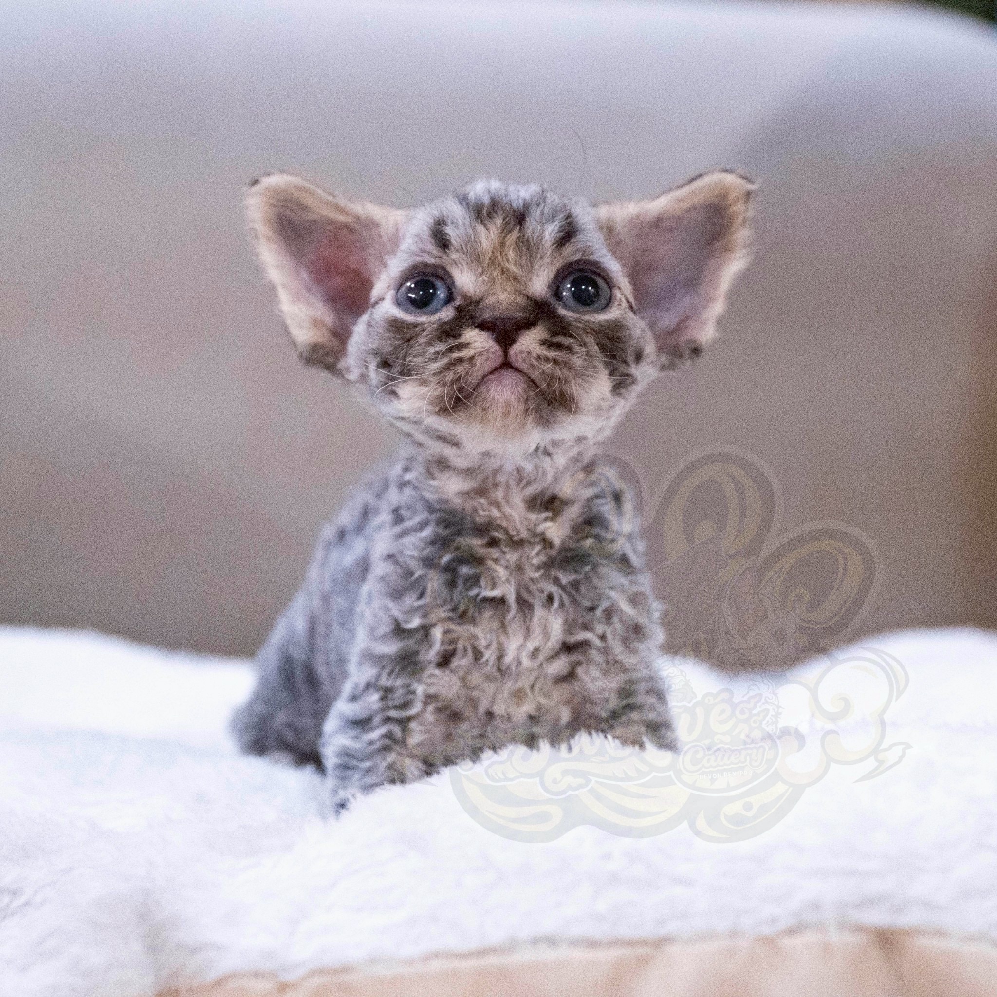 寵愛貓舍／棕虎斑德文捲毛貓