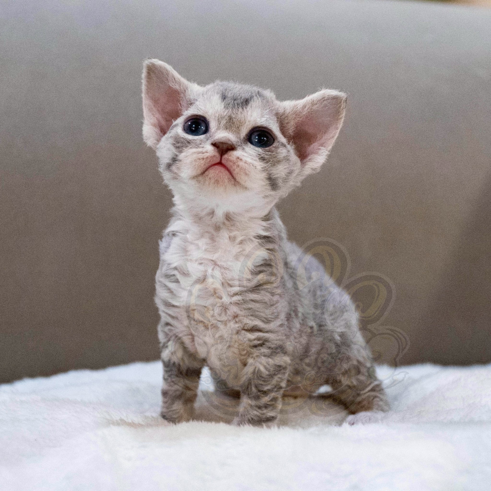 寵愛貓舍／虎斑加白德文捲毛貓