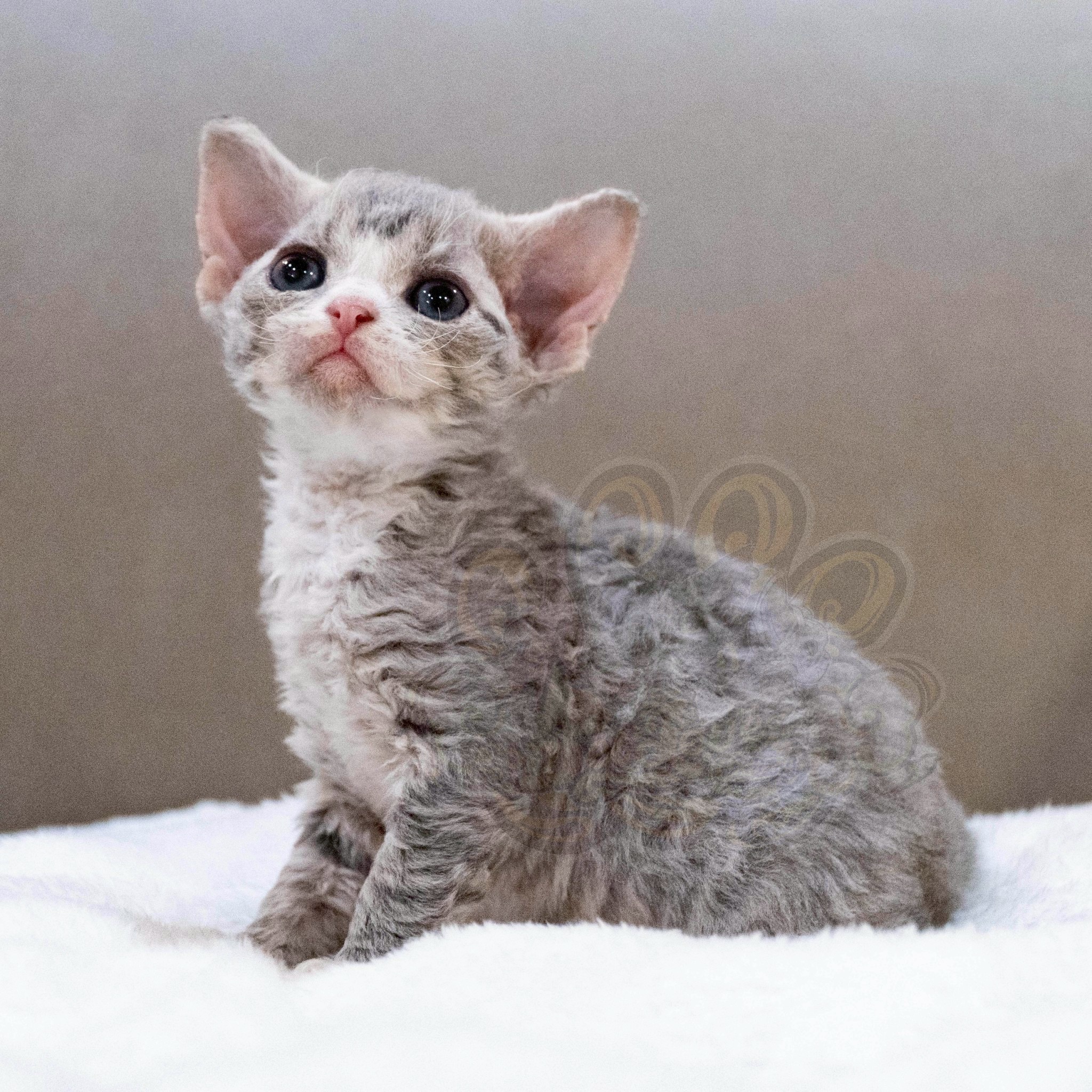 寵愛貓舍／虎斑加白德文捲毛貓