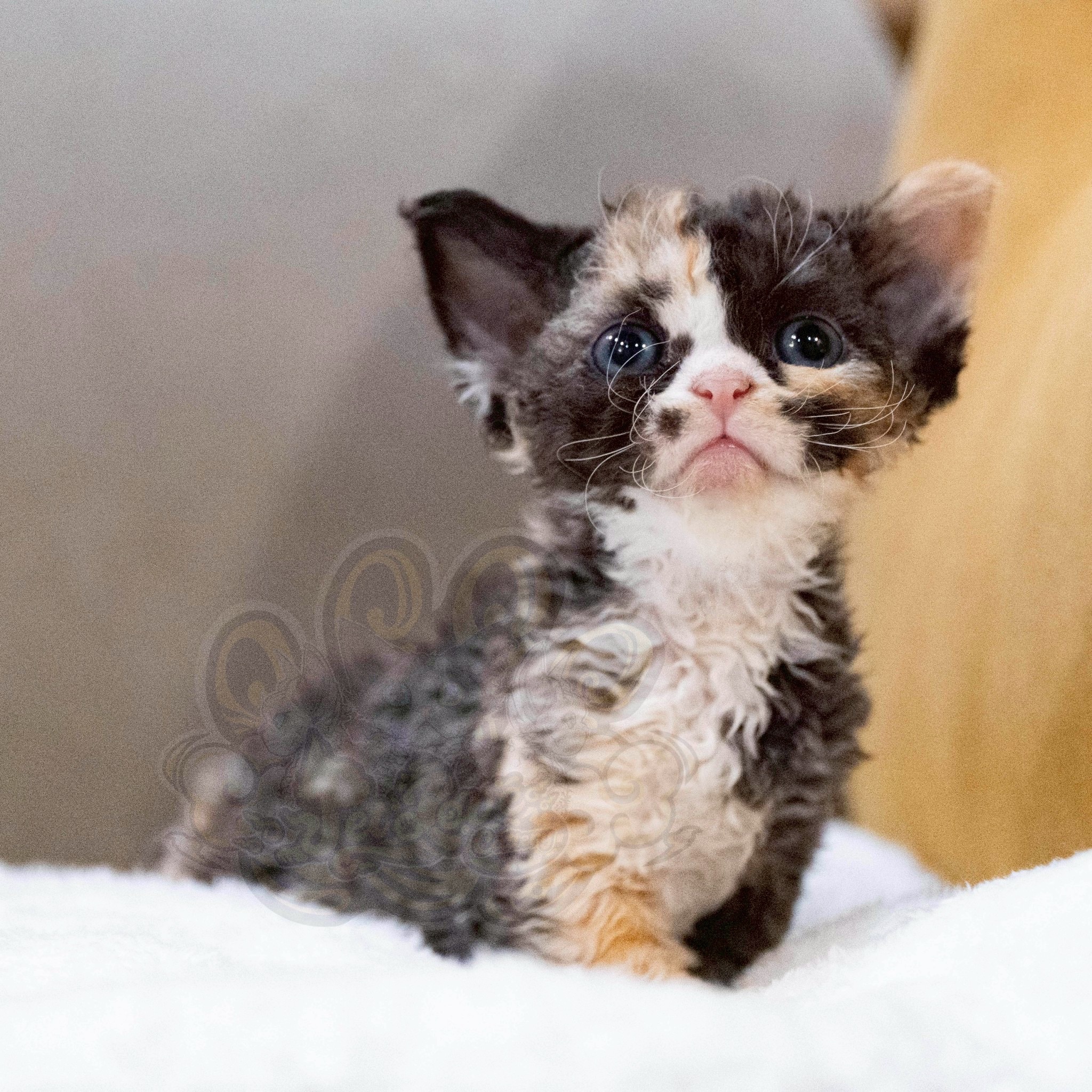 寵愛貓舍／三花德文捲毛貓