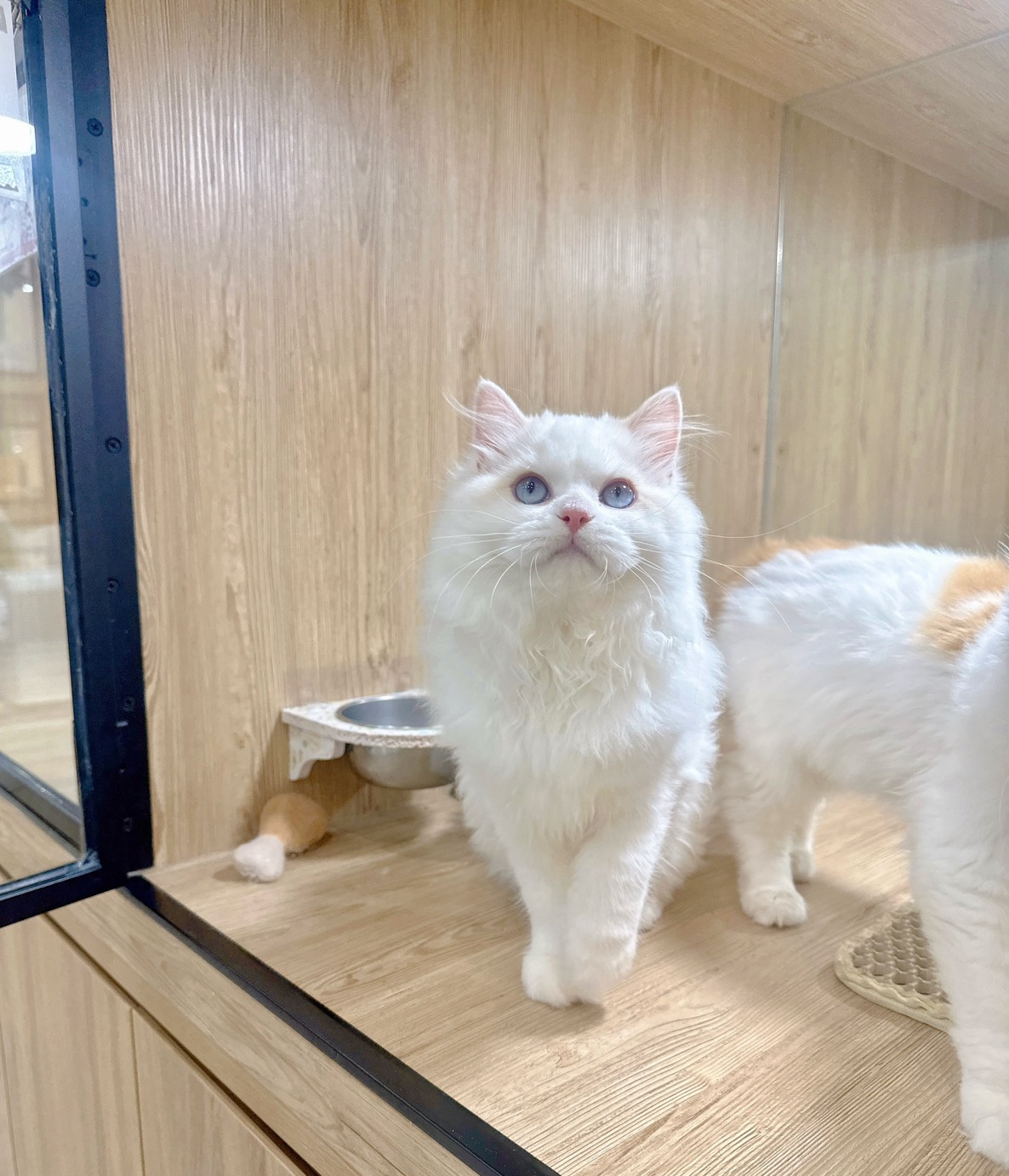 喜得貓社／奶白色英國長毛貓