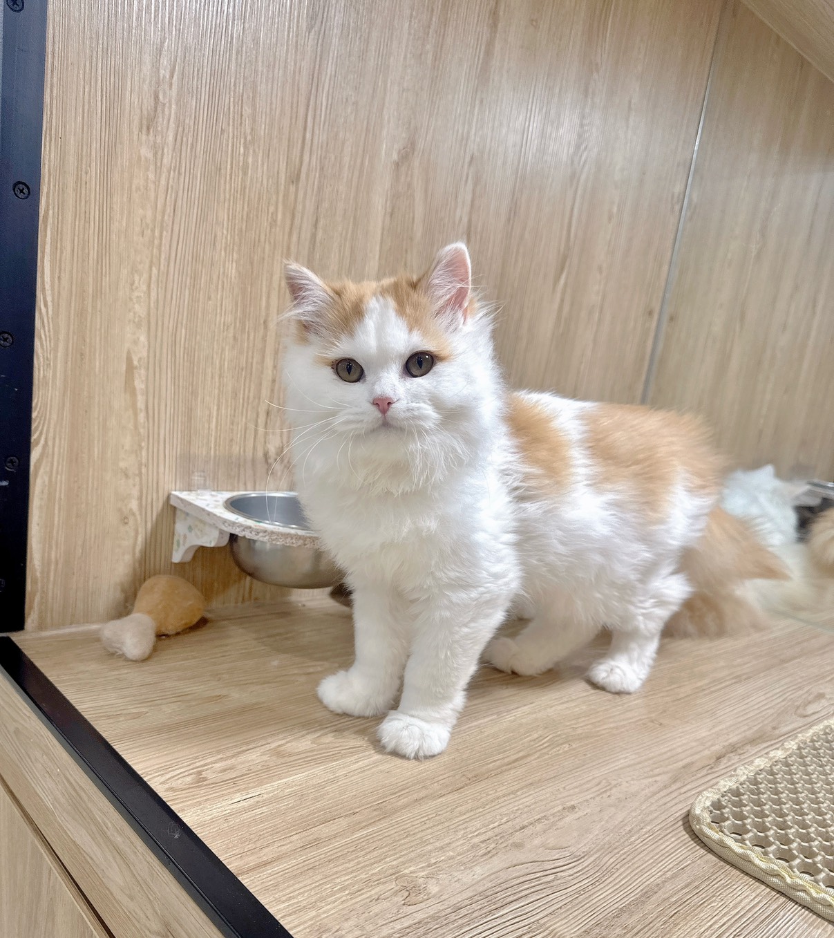 喜得貓社／橘白色英國長毛貓