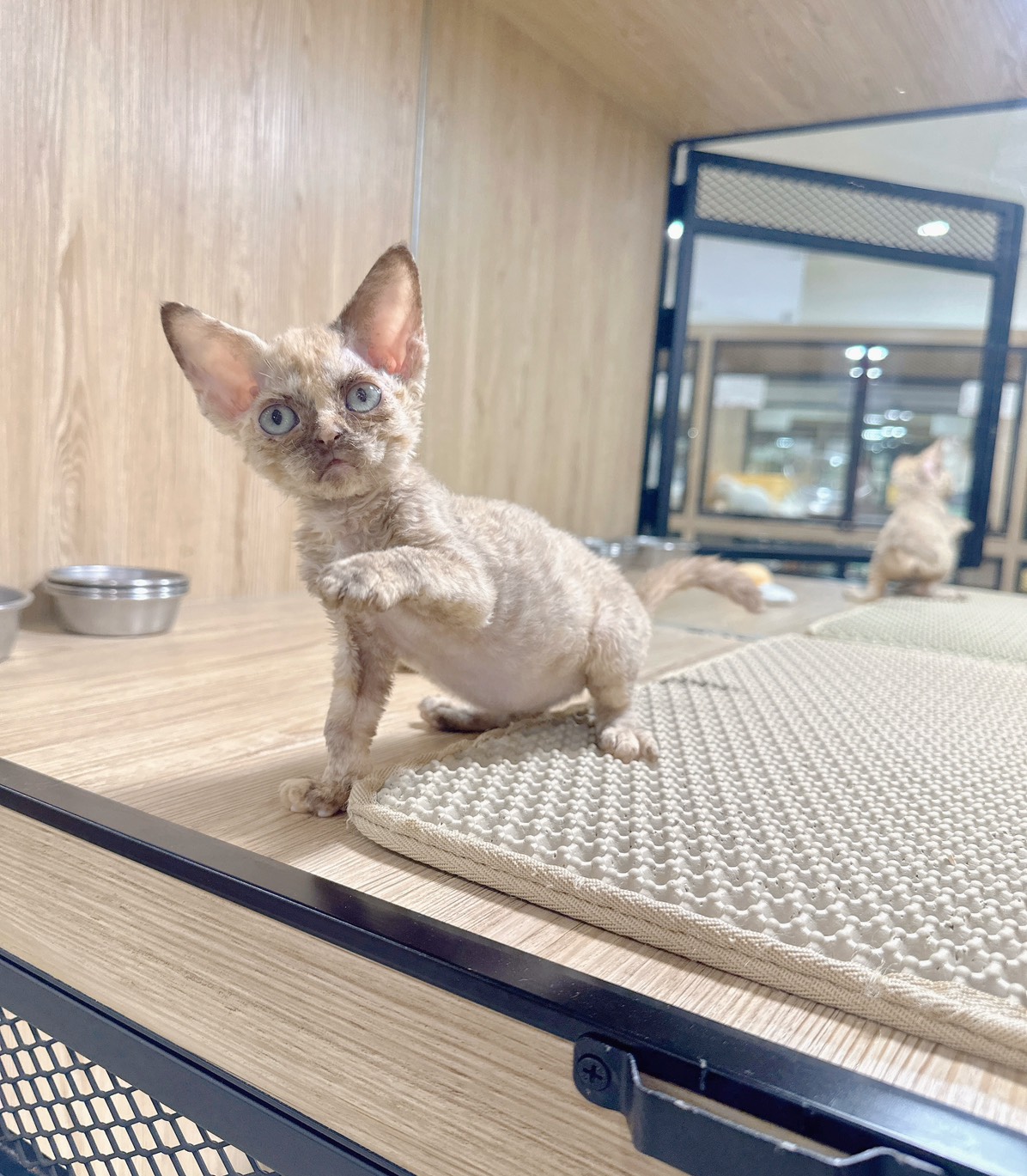 喜得貓社／巧克力德文捲毛貓