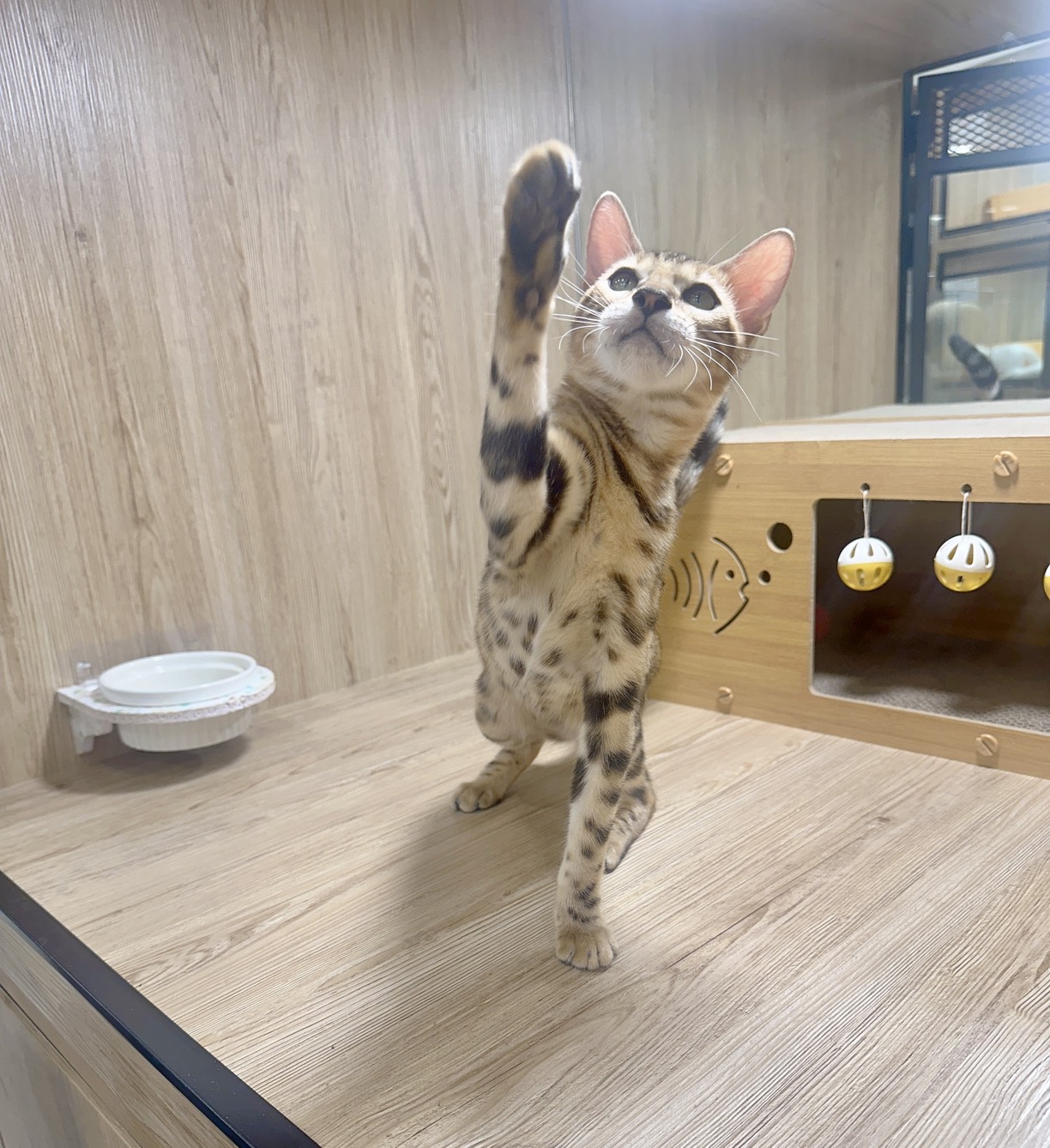 喜得貓社／孟加拉豹貓