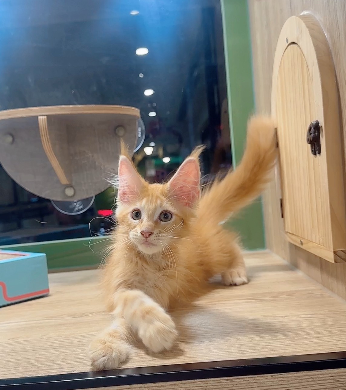 喜得貓社／紅虎班緬因貓