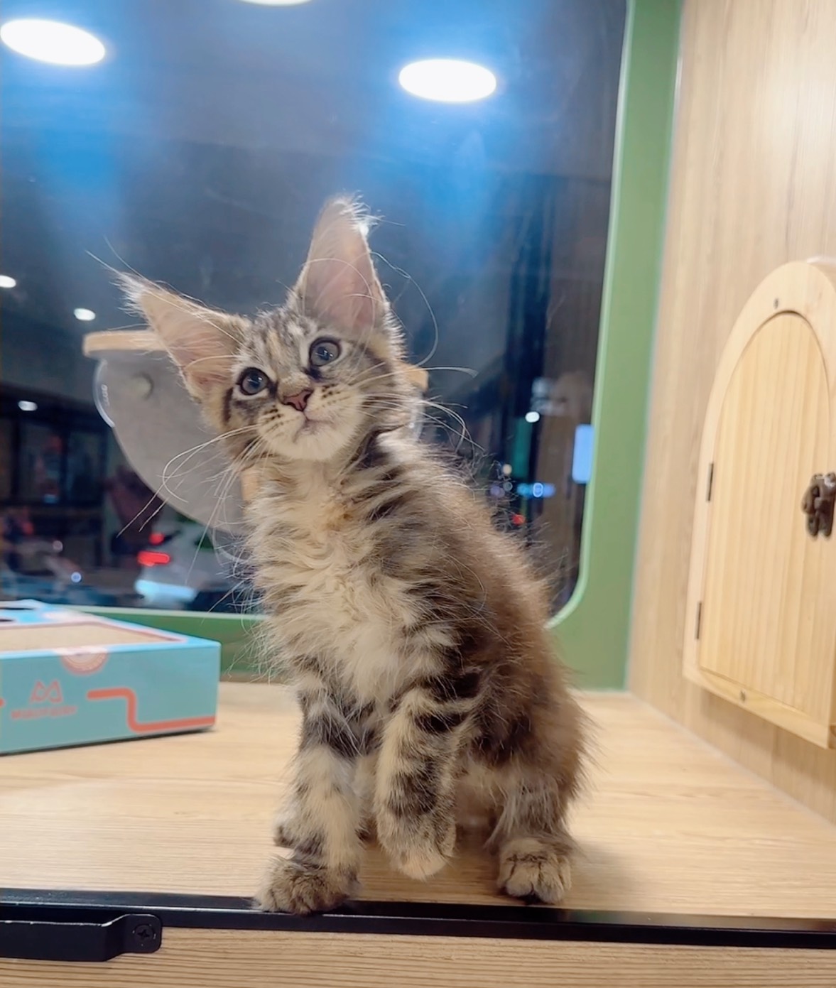 喜得貓社／棕虎班緬因貓