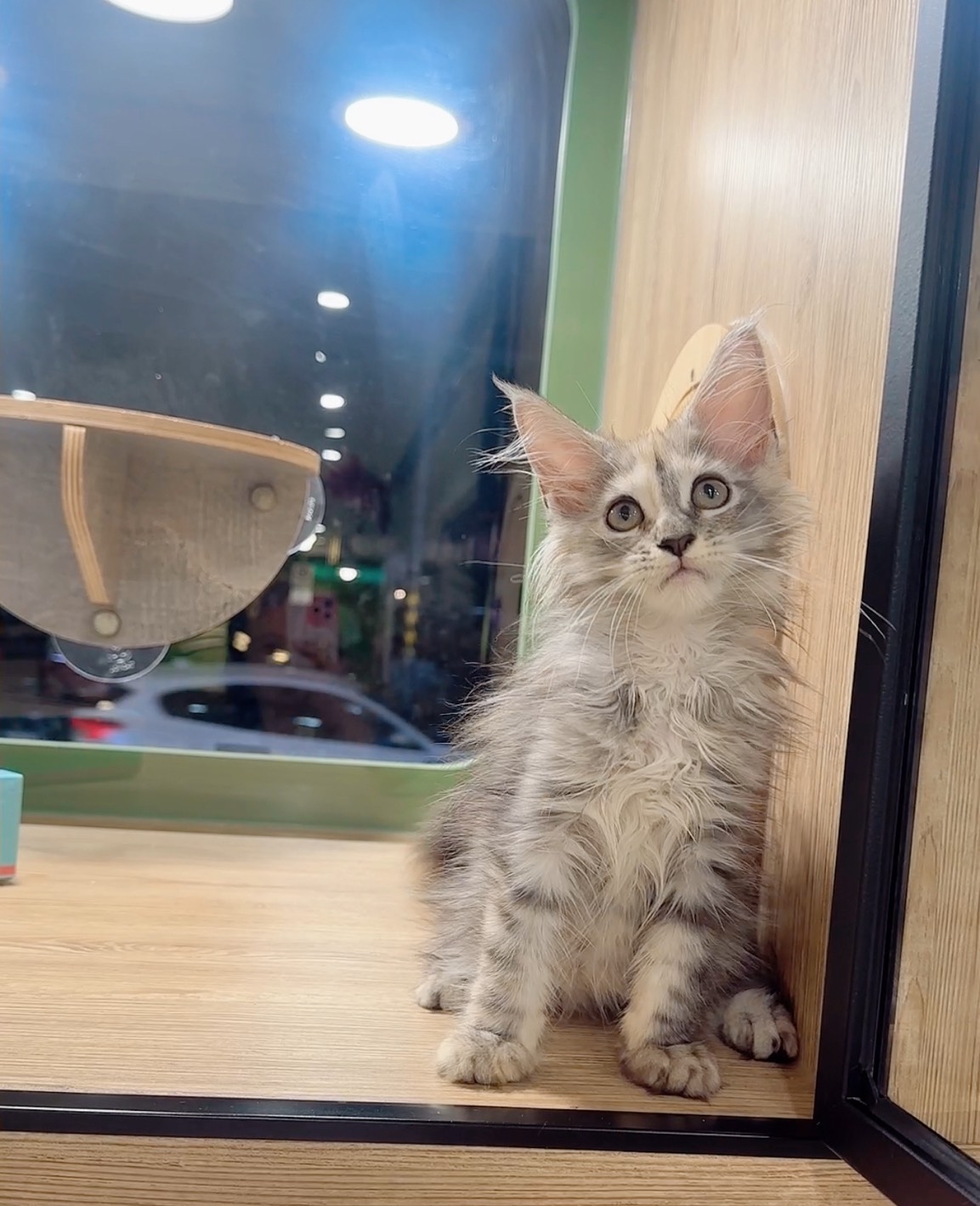 喜得貓社／銀三花緬因貓