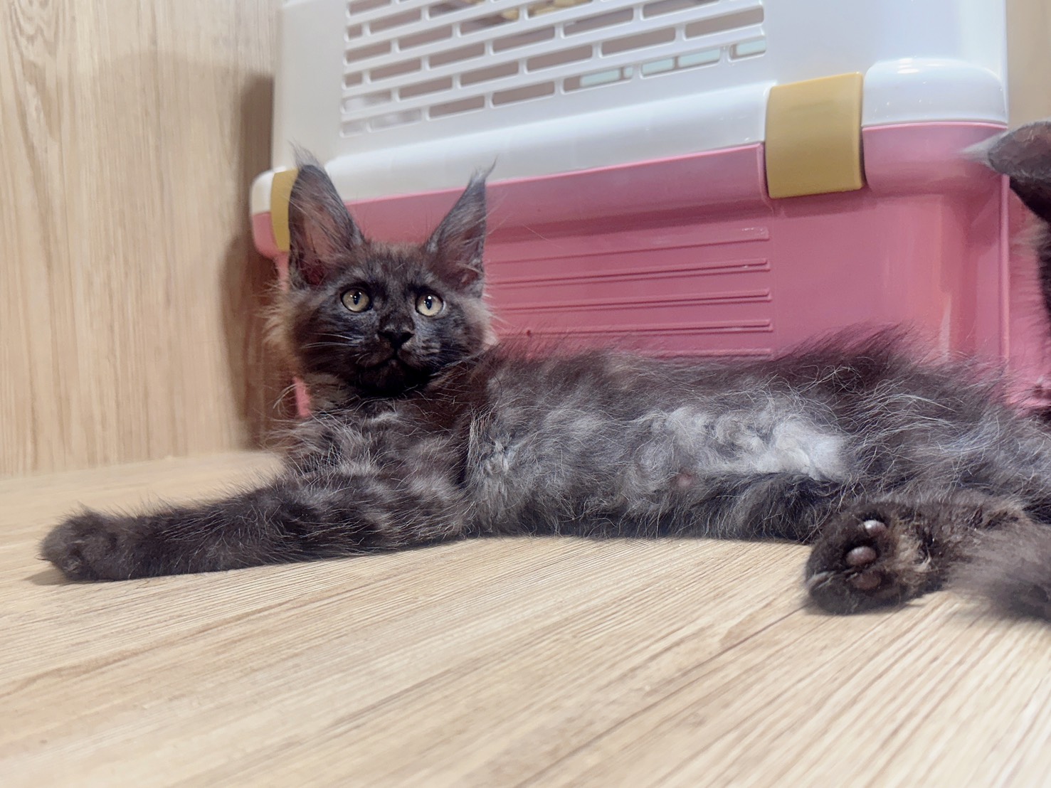 喜得貓社／黑煙緬因貓