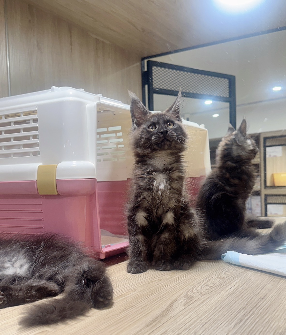 喜得貓社／黑煙緬因貓