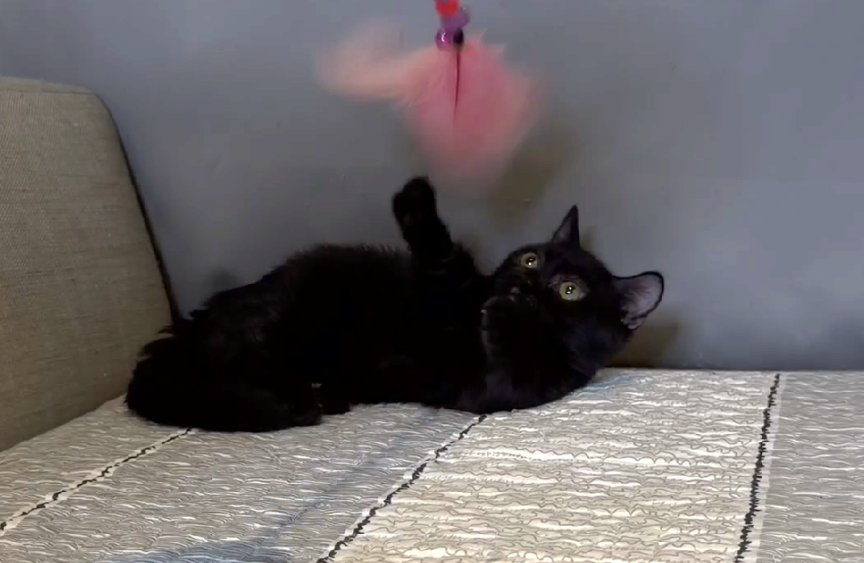 尊爵名皇／黑色曼赤肯