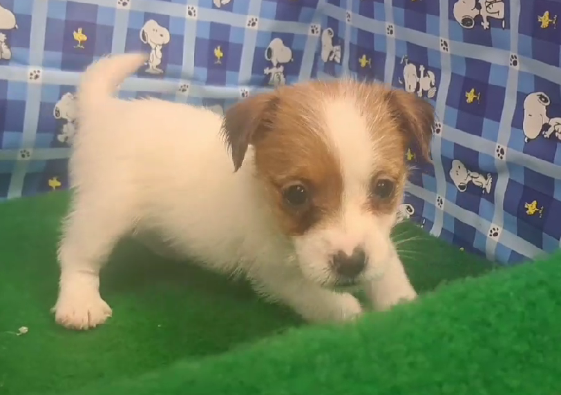 愛玩家犬貓寵物坊／傑克羅素犬