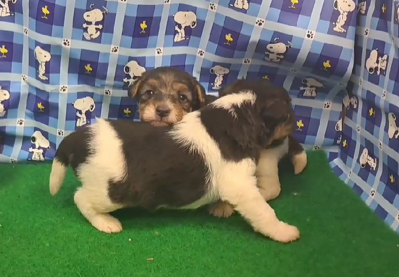 愛玩家犬貓寵物坊／懷亞鐵利亞犬梗