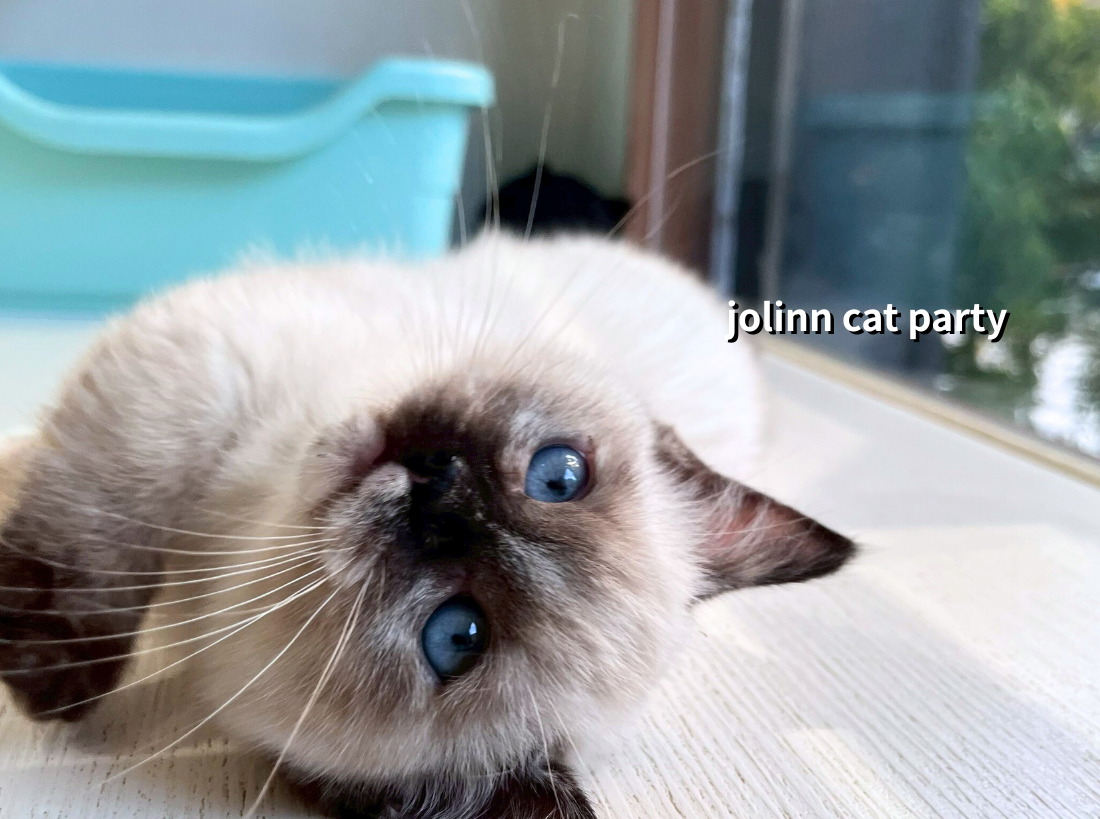 貓咪派對／海豹重點曼赤肯