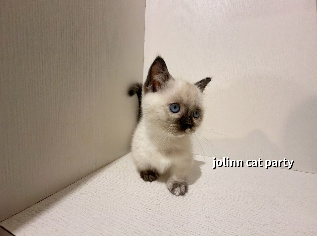 貓咪派對／海豹重點曼赤肯