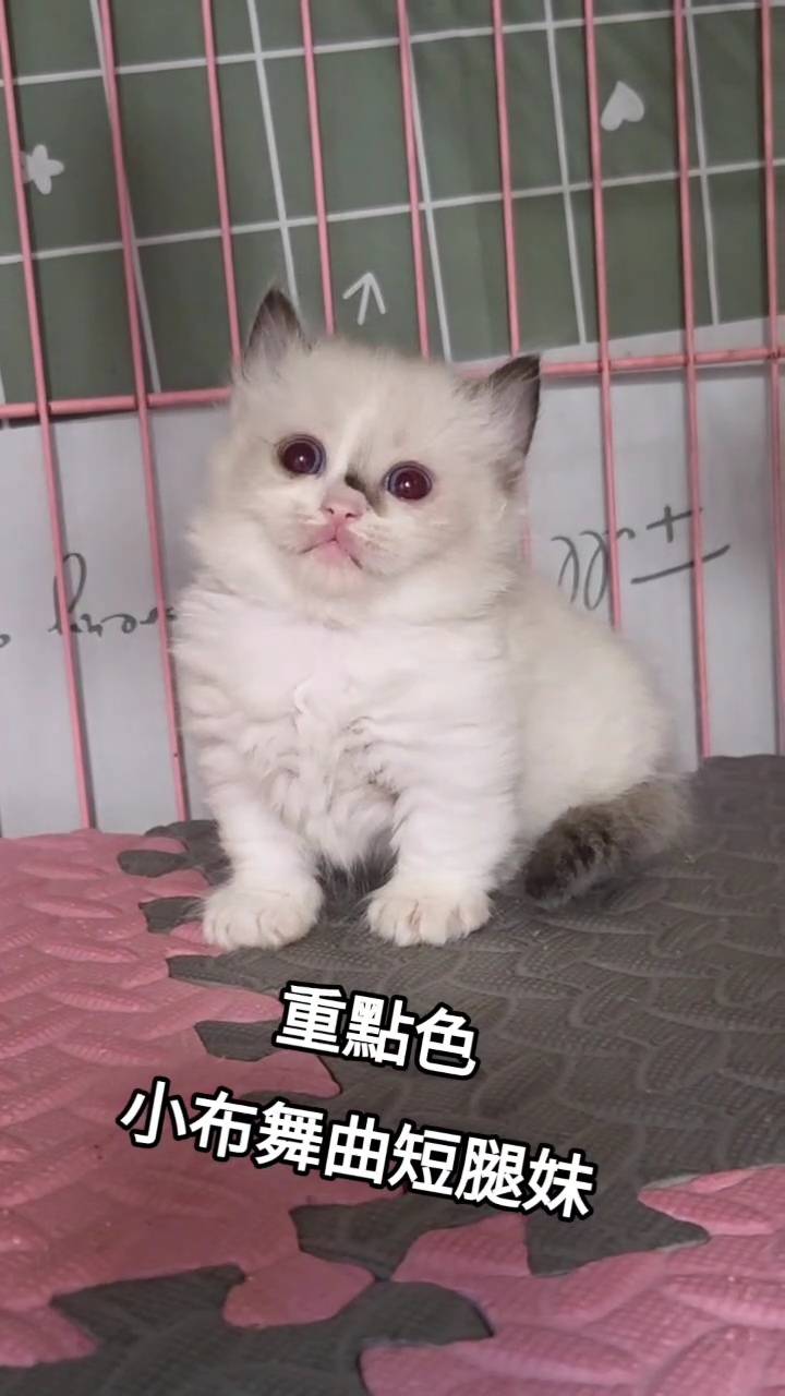 刻在你心底的貓／重點色小步舞曲