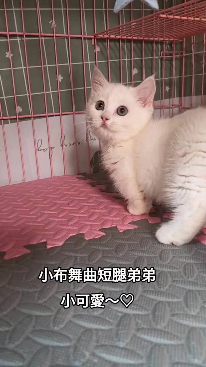 刻在你心底的貓／小步舞曲