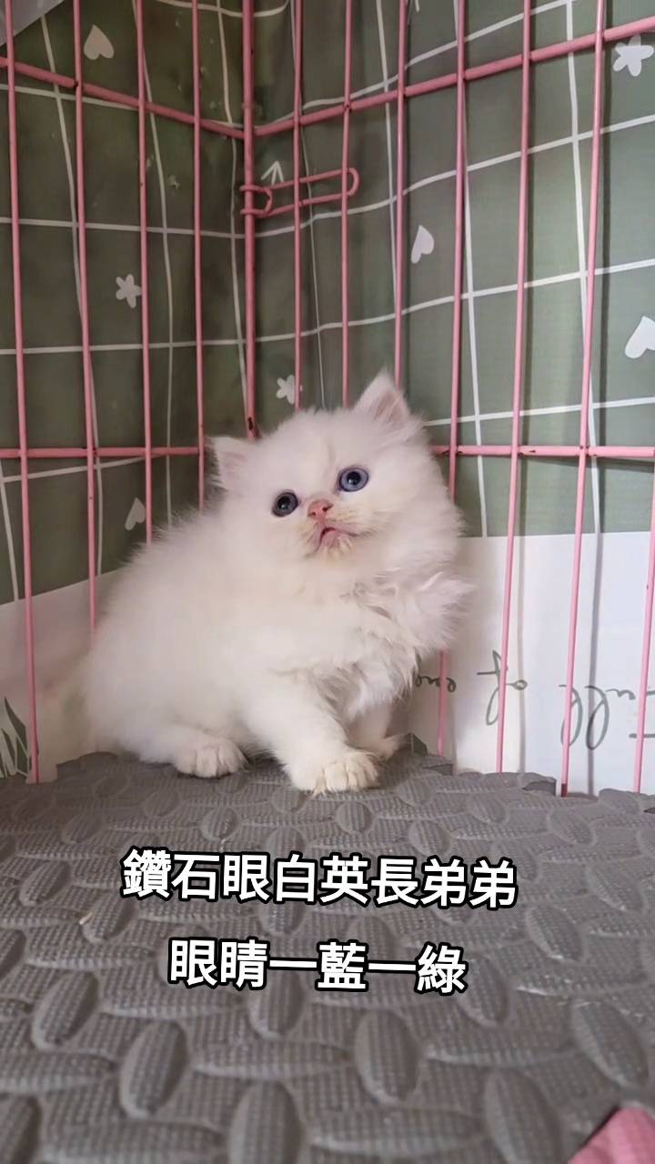 刻在你心底的貓／白色英國長毛貓
