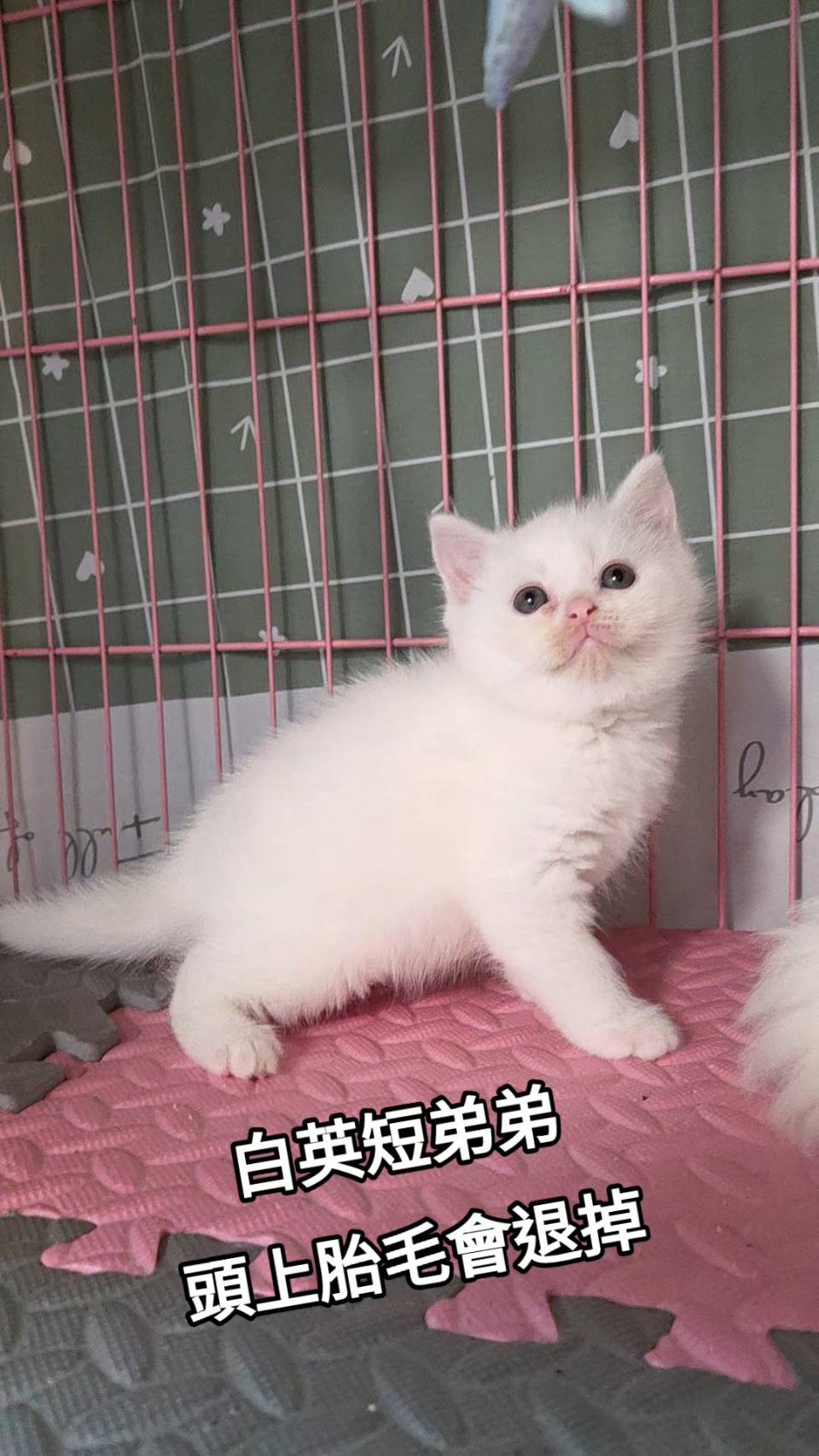 刻在你心底的貓／白色英國短毛貓