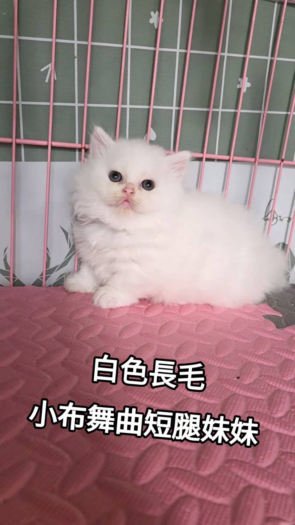 刻在你心底的貓／白色小步舞曲