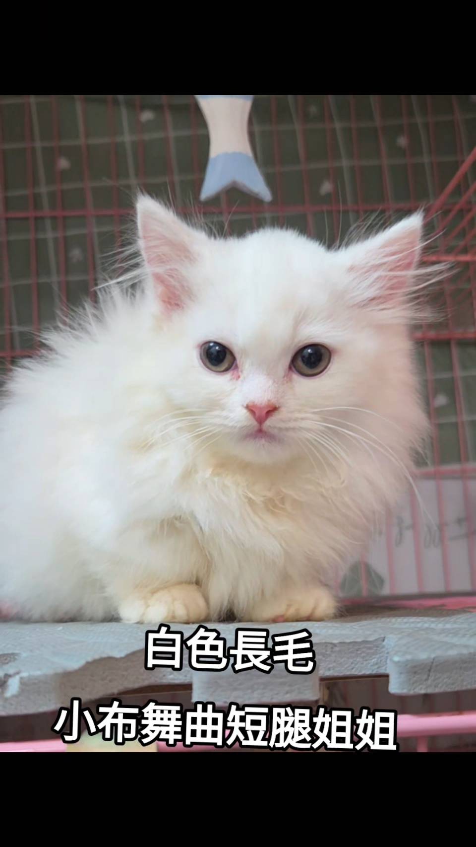 刻在你心底的貓／白色小步舞曲