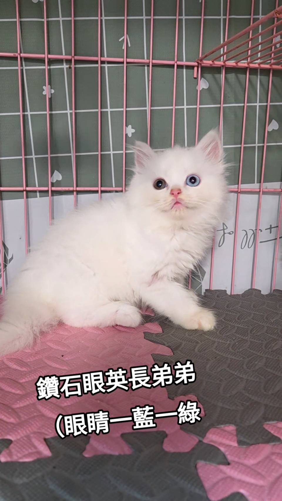 刻在你心底的貓／異瞳英國長毛猫
