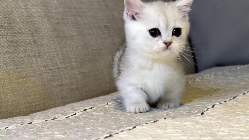 尊爵名皇／高銀度銀漸層曼赤肯