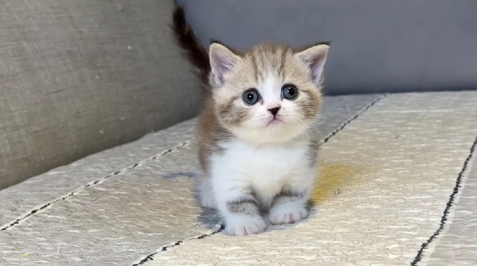 尊爵名皇／咖啡賓士特殊色曼赤肯