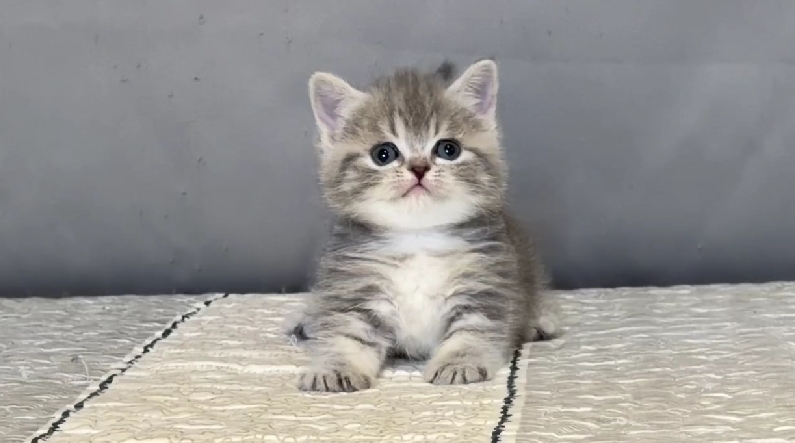 尊爵名皇／藍虎斑曼赤肯