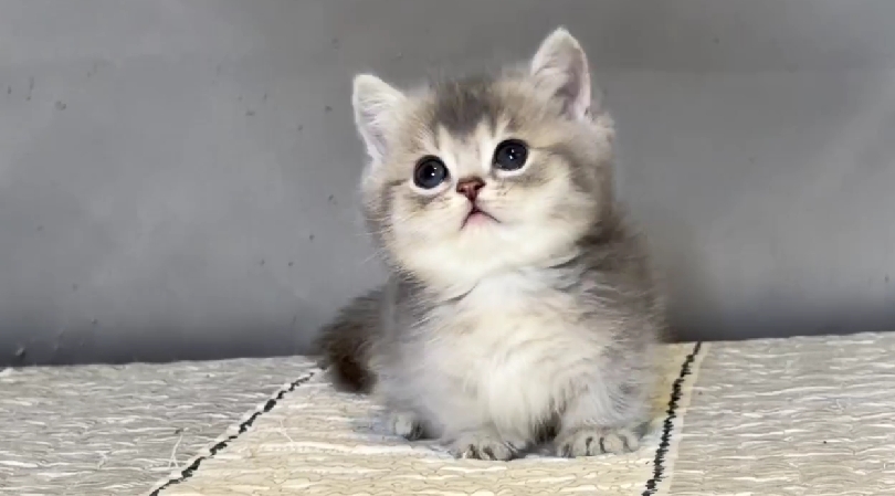 尊爵名皇／藍金漸層曼赤肯