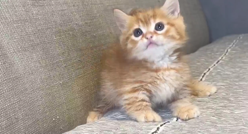 尊爵名皇／橘色曼赤肯